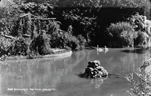 Swans: The Pond at Bonchurch