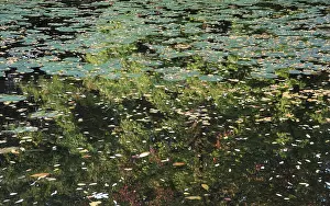 Luiseninsel: Pond, Luiseninsel, Berlin, Germany