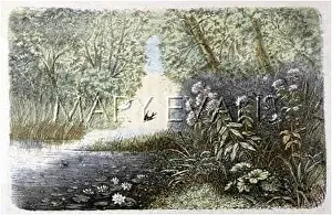 Rengade: POND (RENGADE) C1870
