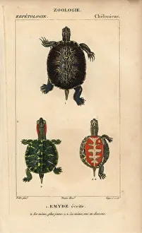 Slider: Pond slider turtle, Trachemys scripta