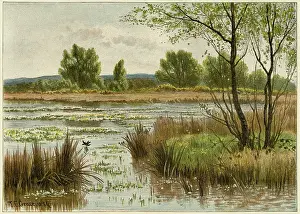 Swooping: Pond in spring