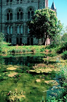 Vickery: The pond in the Wildlife Garden