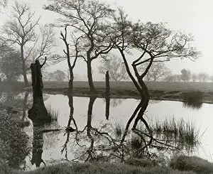 Shirley Baker: A pond, Wilmslow, Cheshire