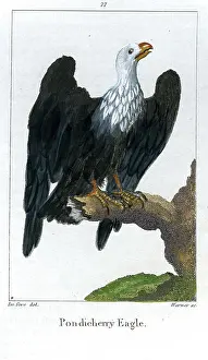 Pondicherry: Pondicherry Eagle
