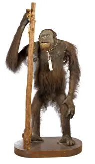 Simia: Pongo pygmaeus, bornean orangutan