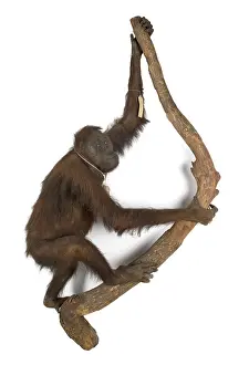 Simia: Pongo pygmaeus, bornean orangutan