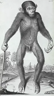 Orang: Pongo pygmaeus, orang-outang