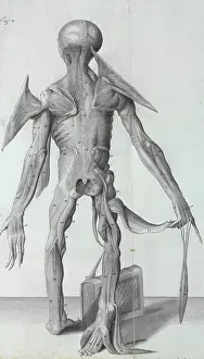 Orang: Pongo pygmaeus, orang-outang