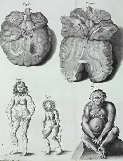 Orang: Pongo pygmaeus, orang-outang