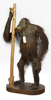 Simia: Pongo pygmaeus, Orang utan