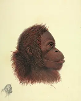 Simia: Pongo pygmaeus, Orang-utan