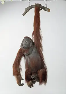 Sumatra: Pongo pygmaeus, Orangutan