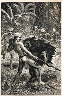 Orang: Pongo pygmaeus, orangutan
