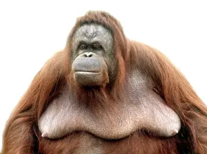 Sumatra: Pongo pygmaeus, orangutan