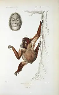 Orang: Pongo pygmaeus, orangutan