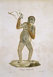 Simia: Pongo pygmaeus, orangutan