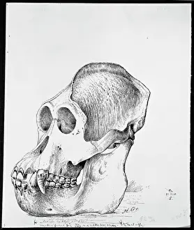 Simia: Pongo pygmaeus, orangutan