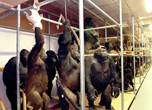 Chimp: Pongo pygmaeus, orangutan and Gorilla gorilla, western goril