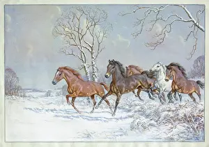 Butterworth: Ponies of the Forest
