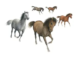 Oxenham: Five ponies galloping