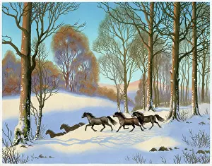 Asta: Ponies running in the Snow