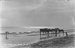 Ponies: Ponies at Selsey Bill