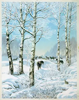 Snowscene: Ponies in the snow with birch trees