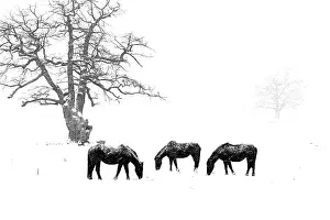 Chevis: Ponies in winter