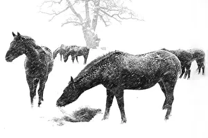 Chevis: Ponies in winter