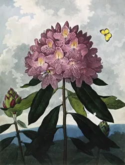 Rhododendron: The Pontic Rhododendron