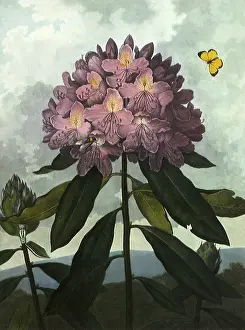 Linnaeus: The Pontic Rhododendron