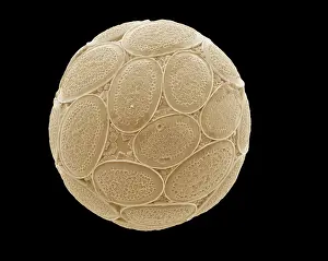 Coccolith: Pontosphaera japonica