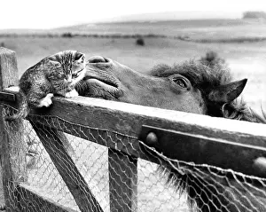 Ponies: Pony and Kitten
