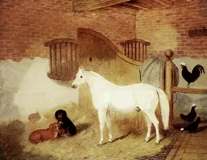 Hens: Pony, Puppies, Poultry