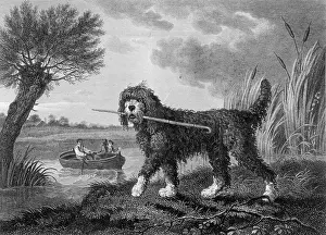 Flair: POODLE
