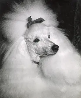 Poodle