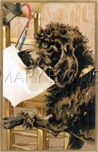POODLE WITH BLANK CARD