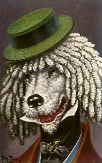 Grinning: Poodle in Green Hat
