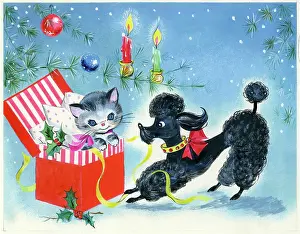 Findlay: Poodle and Kitten in a box