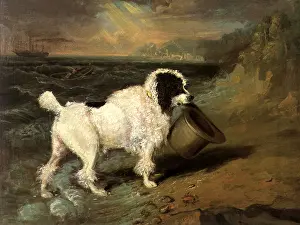 Someone: Poodle with Lost Hat