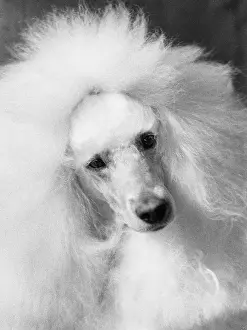 Poodles: Poodle at Manchester Dog Show