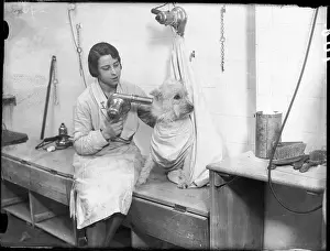 Pampered: Poodle Parlour 1930s