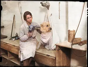 Pampered: Poodle Parlour 1930s