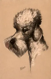 Dignified: Poodle in Profile