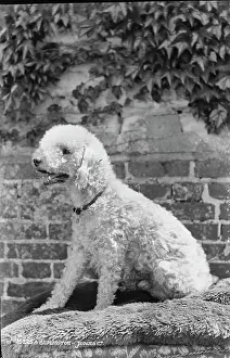 Fluffy: A Poodle in Profile