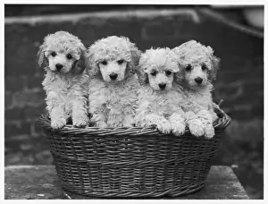 Poodle: POODLE PUPPIES