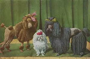 Poodles: THREE POODLE SPECIMENS