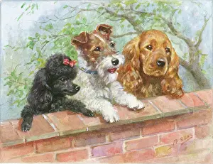 Wire Haired: A poodle, a wire-haired terrier and a spaniel
