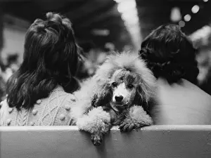 Knitted: Poodle between two women