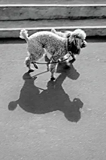 Poodles: Two poodles casting shadows